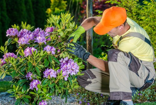 Hedge trimming in Highbury for a neat garden boundary